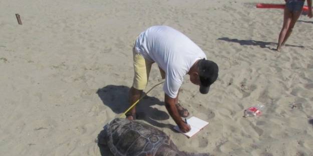 Kuşadası’nda Yine Caretta Caretta Ölüsü Karaya Vurdu