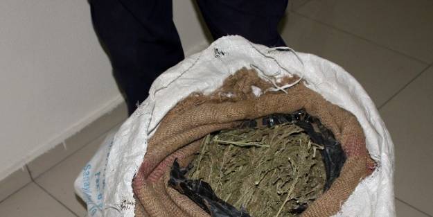 8 Kilogram Esrar Ele Geçirildi