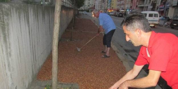 Giresun’da Fındık Harmana Ve Kaldırımlara İndi