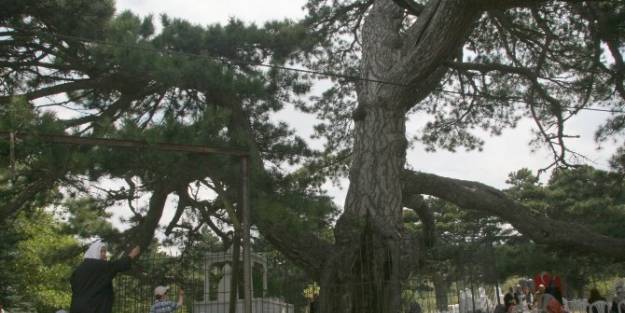 Dolu Baba Hazretleri Dualarla Anıldı