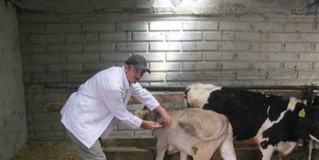Beyşehir’de Büyükbaş Hayvanlar Aşılanıyor