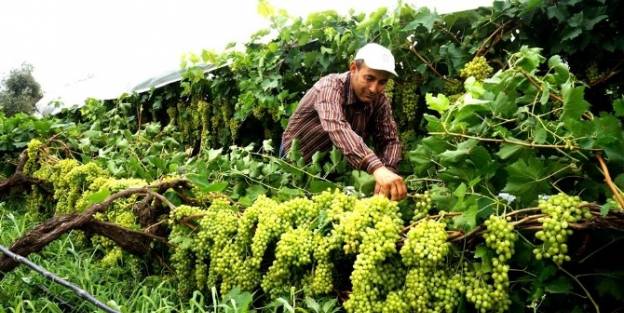Fırtına Sarıgöl’de Üzümcüleri Korkuttu