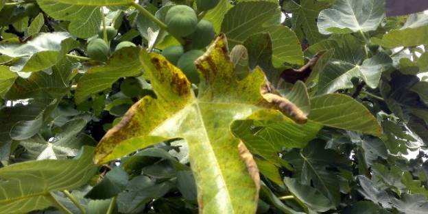 (özel Haber) Kraliçe Meyvesi Siyah İncir Paslanıyor