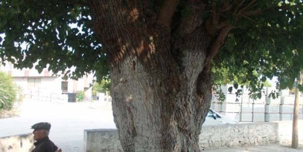 67 Yıllık Dut Ağacı Gövdesinde Asma Üzümü Besliyor
