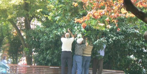 Yediler'de 'laz Yemişi'ne Hücum