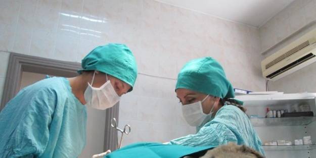 Kazazede Köpeğe Ameliyat