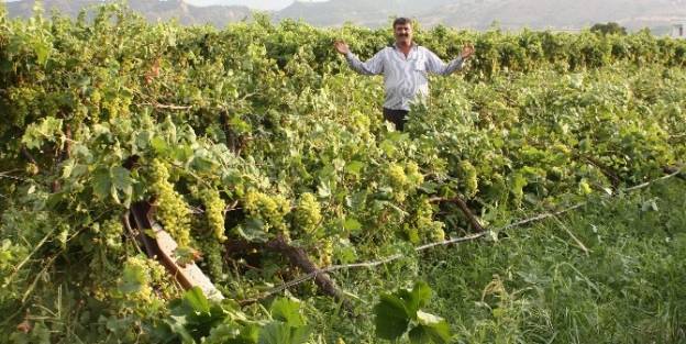 Fırtına Bağlara Zarar Verdi