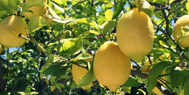 Limon zama doymuyor!