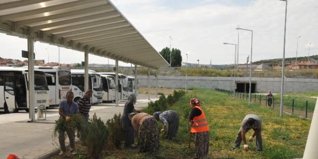 Otogar Yeşil Alanlarına Bakım