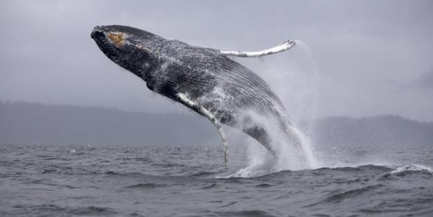 Balina yağı kullanımı arttı!
