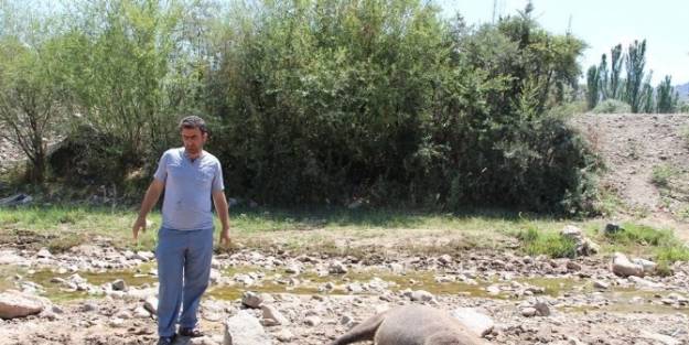 Oltu’da Bostan Sahipleri Domuz Nöbeti Tutuyor