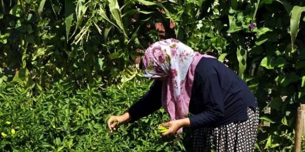 Kayserilileri Doğayla Buluşturan Mekan, ‘hobi Bahçesi’