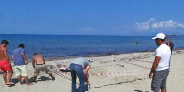 Kuşadası’nda Caretta Carettaların İkinci Yuva Alanı