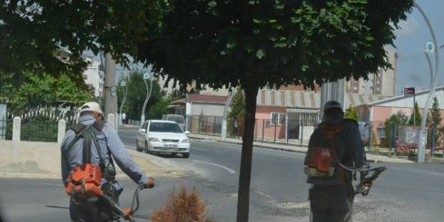 Kapaklı'da Peyzaj Çalişmalari