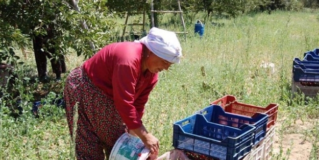 Vişnenin Rekoltesi Sevindirdi, Fiyatı Üzdü