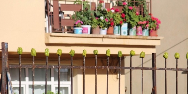 Beyşehir’de Sebzeler Kurtulmaya Başlandı