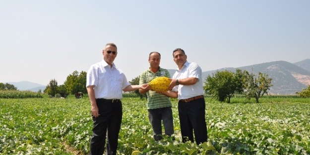 Kırkağaç Kavununda Bu Yıl Verim Fazla