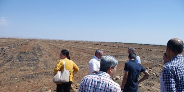 Viranşehir Belediyesi Ezidiler İçin Çadir Kuruyor