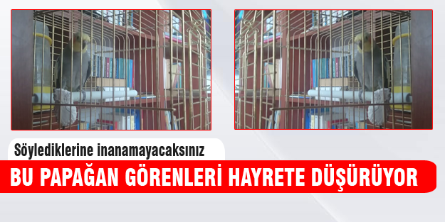 Recep Tayyip Erdoğan diyen papağan