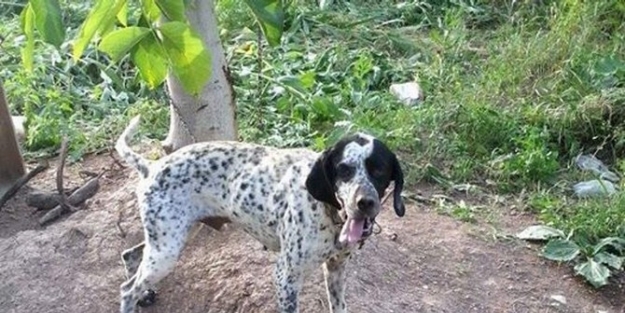 Kaybettiği Köpeğini Sosyal Medya Aracılığı İle Arıyor