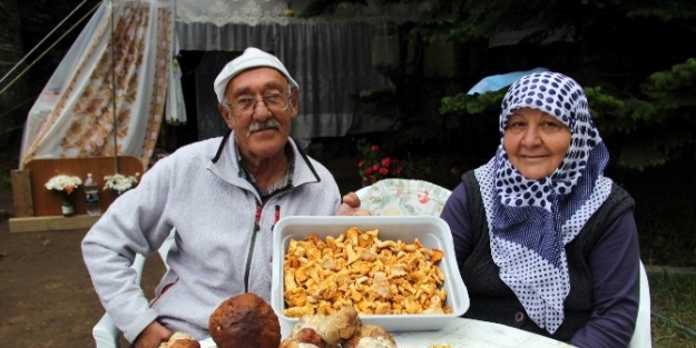 (özel Haber) Uludağ’da Her Yerden Mantar Fışkırıyor