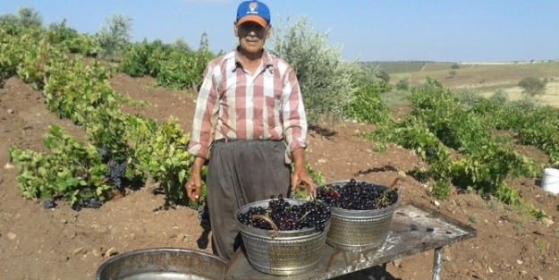 Kilis Karası Üzüm Kurutulmaya Başlandı