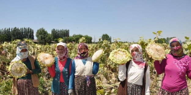 Ayçekirdeği Hasadı Umutlu Başladı