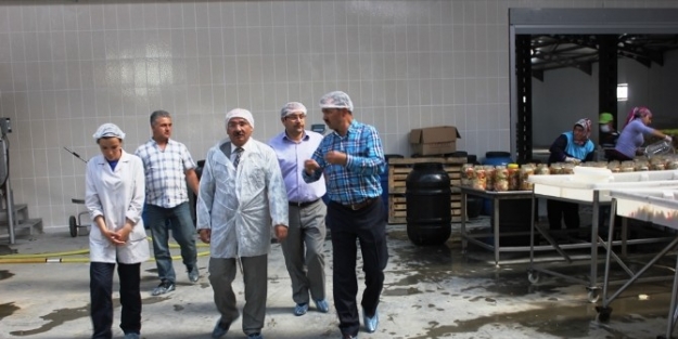 Yılmaz Turşu Ve Salamura Fabrikasına Ziyarette Bulundu