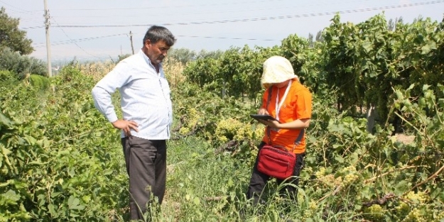 Manisa’da Fırtına Ve Dolu Zararları Tesbit Ediliyor