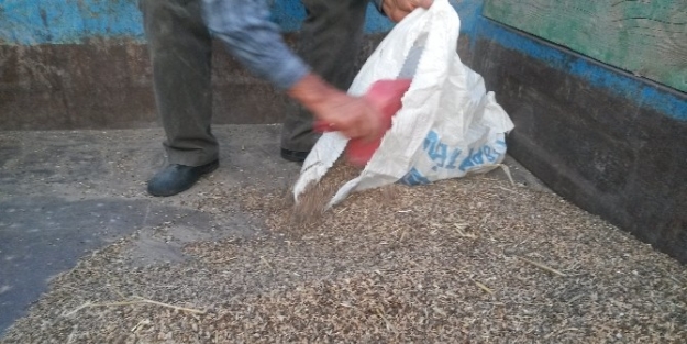 Buğday Tarlalarına Domuzlar Dadandı