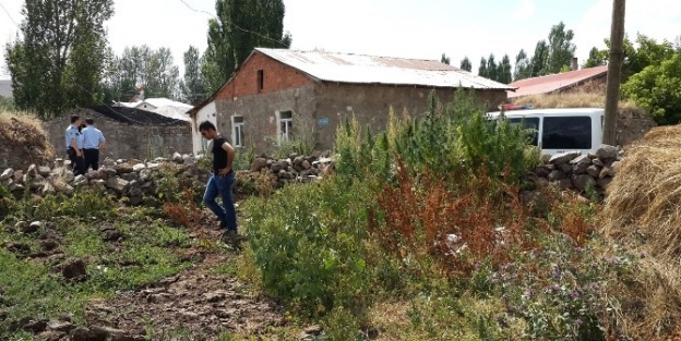 Akyaka’da Kenevir Ele Geçirildi