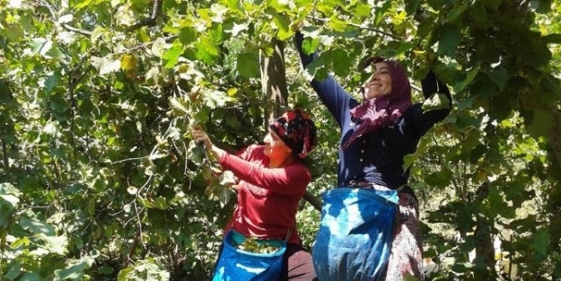 Giresun Ziraat Odası’ndan "emanete Fındık Vermeyin" Uyarısı