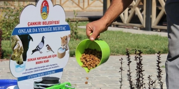 Sokak Hayvanları Aç Susuz Kalmayacak