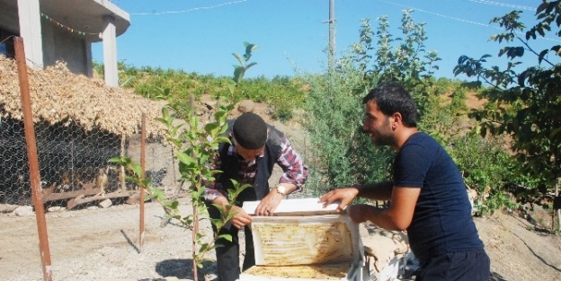 Arıcılar Yeni Sezondan Umutlu