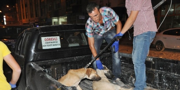 Suşehri’nde Sokak Köpekleri Toplatıldı