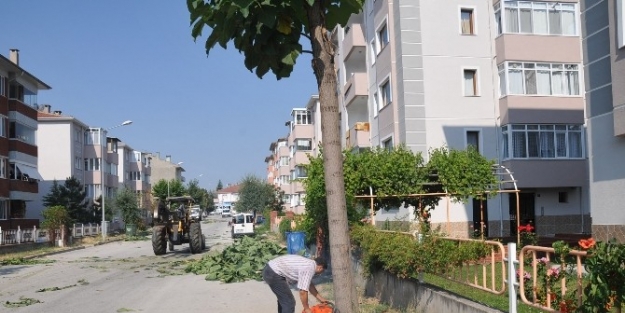 Yaşar Doğu Caddesi’nde Ağaç Temizliği