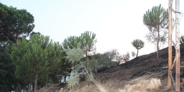 Sultanhisar Ve Karacasu’da Orman Yangını