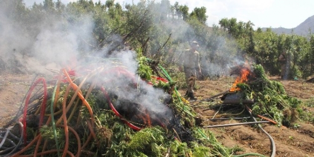 Ormandaki Esrar Tarlalarına Jöh’lü Baskın
