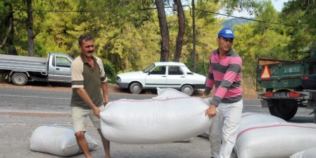 Gökbel’de Kekik Ve Adaçayı İhalesi Yapıldı