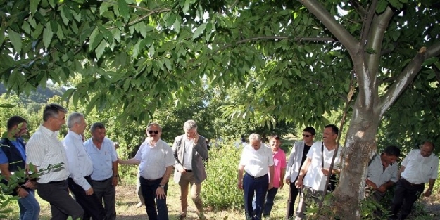 Kurşunlu Define Buldu