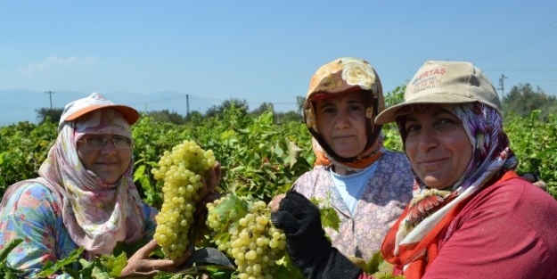 Turgutlu Ovası’nda Üzüm Hasadı Başladı