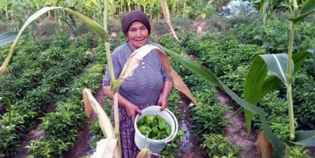 Organik Ürünler Yerinde Alıcı Buluyor