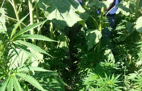 Jandarma Uyuşturucuya Geçit Vermiyor