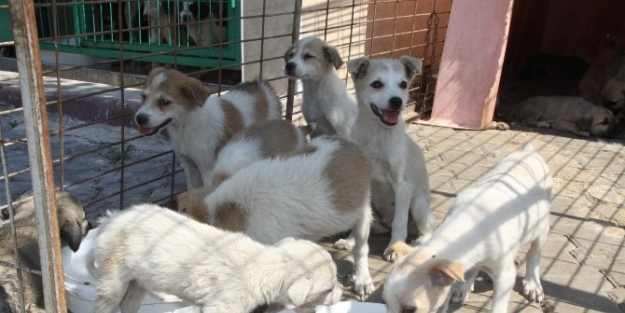 İnegöl’de 400 Sokak Hayvanı Sahiplendirildi