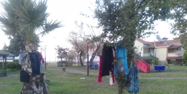 Palmiye Ağaçları Çamaşir Askısı Oldu