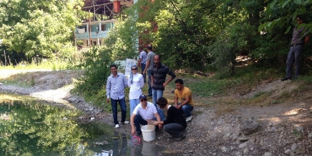 Yedi Göllere 2 Bin 500 Adet Kırmızı Benekli Alabalık Bırakıldı