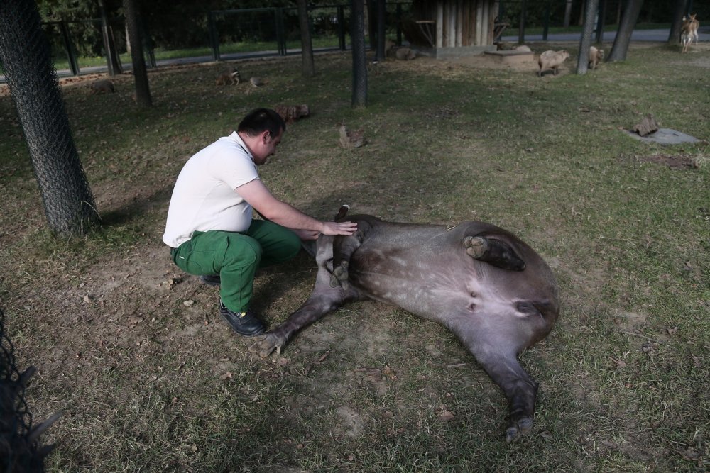  Bursa’da tapirlerin masaj tutkusu