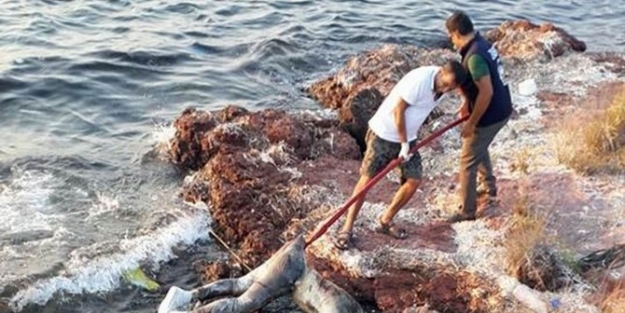 Ayvalık’ta Balıklar Bir Cesedi Parçaladı