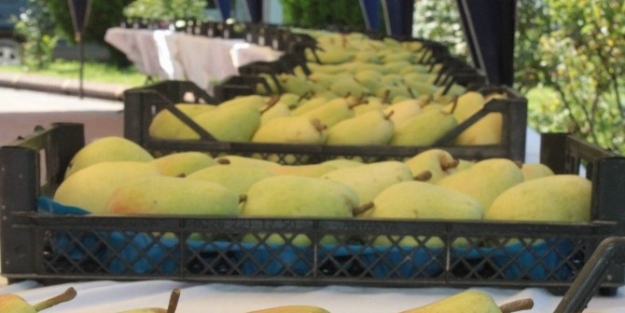 Bursa’da ’en Güzel Armut’ Seçildi