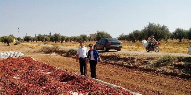 Kilis’te Biber Üretimi